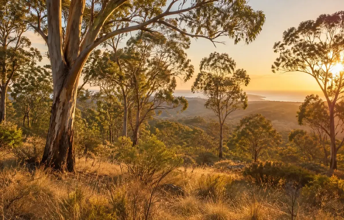 Eucalyptus bushland in warm late-afternoon light on the NSW South Coast