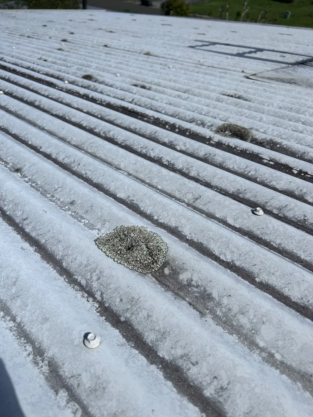 Lichen patches and dark surface discolouration on corrugated roof sheets before cleaning